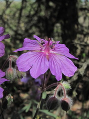 Geranium linearilobum