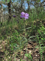 Geranium linearilobum