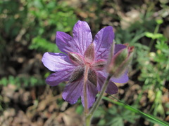 Geranium linearilobum