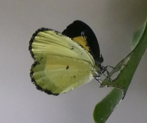 Similar Yellow