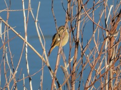 Phoenicurus auroreus