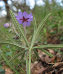 Geranium linearilobum
