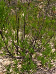 Pseudosmodingium andrieuxii