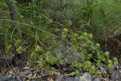 Platysace valida