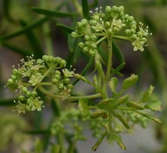 Platysace valida
