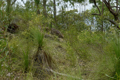 Platysace valida