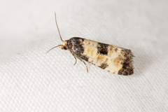 Neocochylis dubitana