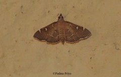Protonoceras capitalis