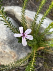 Adenandra gummifera