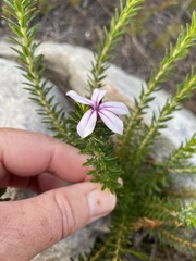 Adenandra gummifera