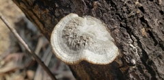 Polyporales
