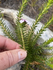 Adenandra gummifera