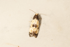 Neocochylis dubitana