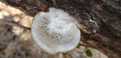 Polyporales