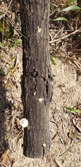 Polyporales