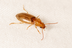 Dicheirotrichus gustavii