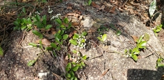 Psychotria serpens