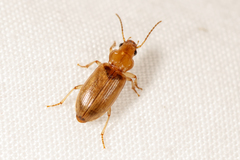 Dicheirotrichus gustavii