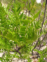 Pseudosmodingium andrieuxii