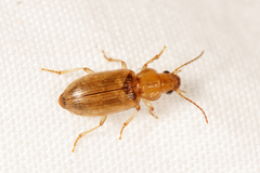 Dicheirotrichus gustavii