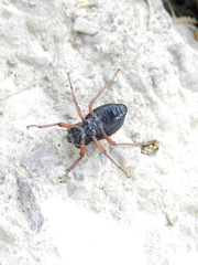 Epipedonota