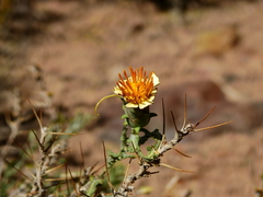Mutisia sinuata