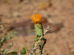 Mutisia sinuata