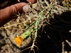 Mutisia sinuata