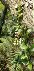 Psychotria serpens