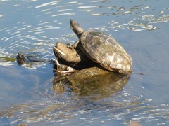 Trachemys scripta elegans