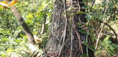 Psychotria serpens