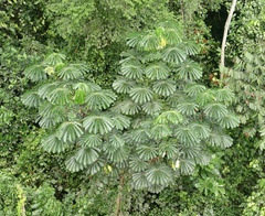 Musanga cecropioides image