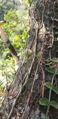 Psychotria serpens
