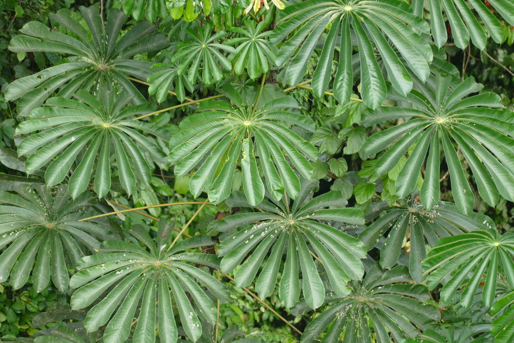 Musanga