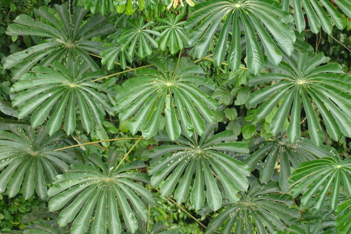 género Musanga · BioDiversity4All