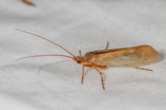 Limnephilus flavicornis
