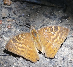 Euriphene gambiae vera