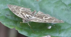 Catuna