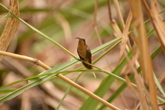 Phaethornis nattereri