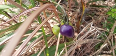 Dianella ensifolia