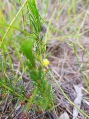 Acacia baueri baueri