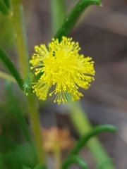 Acacia baueri baueri
