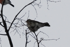 Turdus pilaris