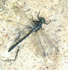 Davidius lunatus