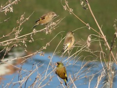 Chloris sinica