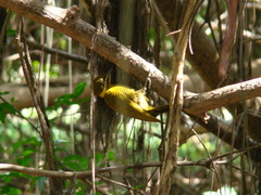 Piculus chrysochloros