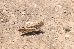 Austroicetes pusilla