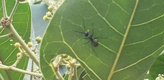 Myrma
