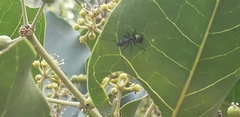 Myrma