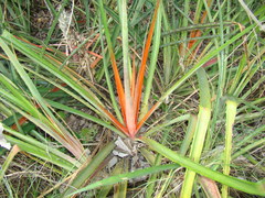 Bromelia sylvicola